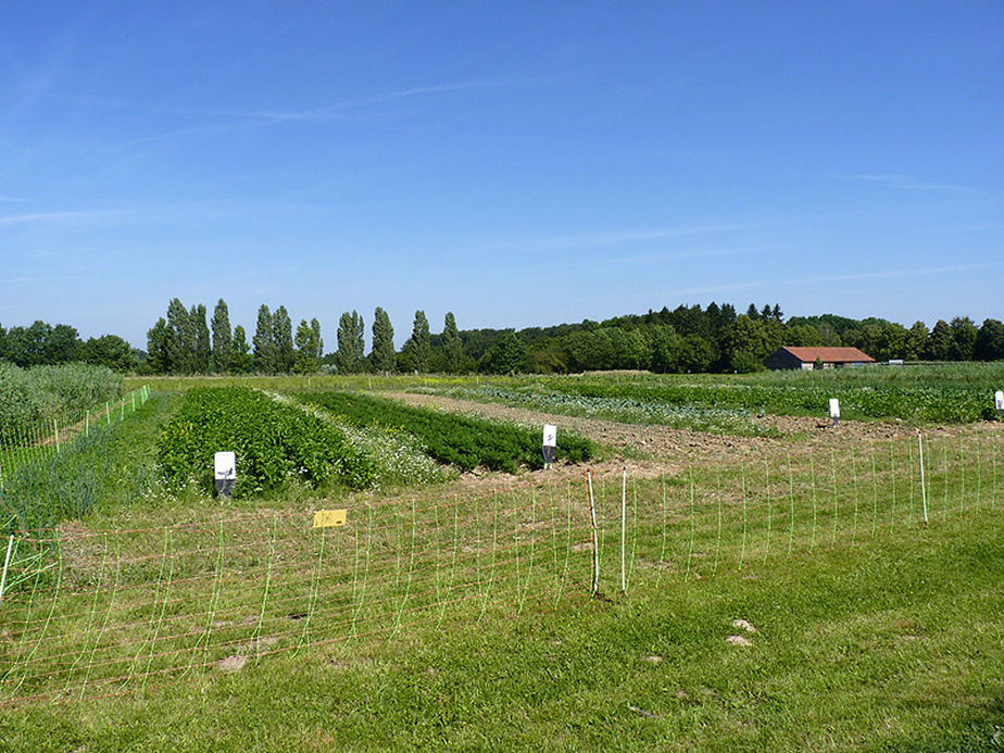 Sankt Crescentius on Tour in Detmold (Foto: Karl-Franz Thiede)